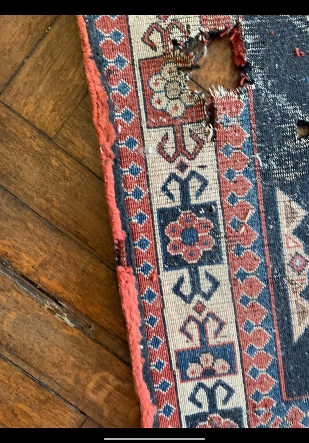 Dégâts de mites sur un tapis en laine