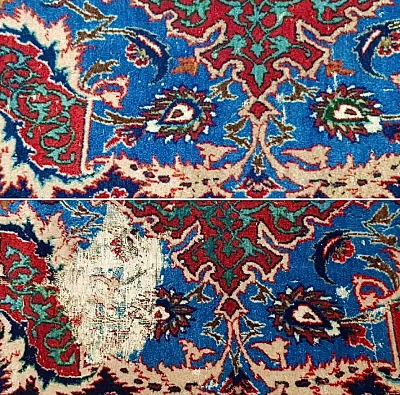 Mites des vêtements ou mites de tapis : quelle différence ?